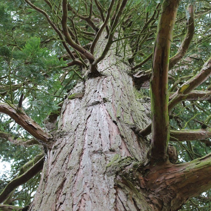 An image of a Canadian tree.