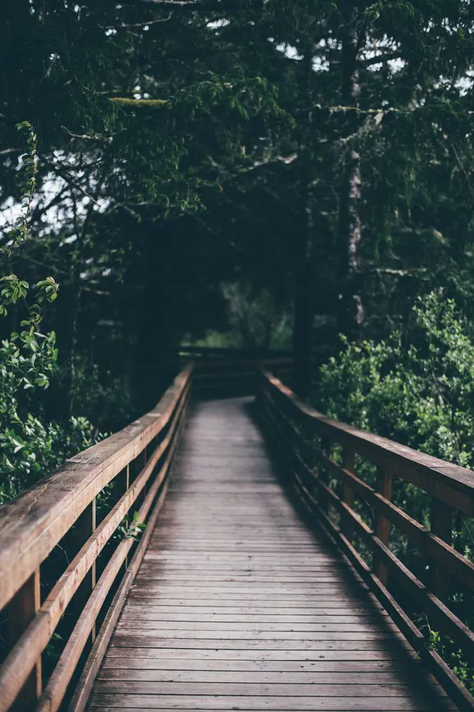 An image of a wood bridge in a forest, symbolizing your wooden ring journey.